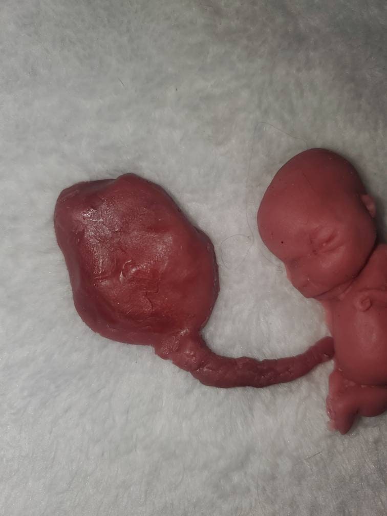 Silicone fetus with placenta and umbilical cord