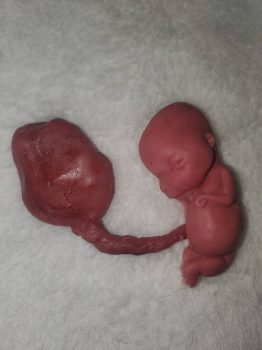 Silicone fetus with placenta and umbilical cord