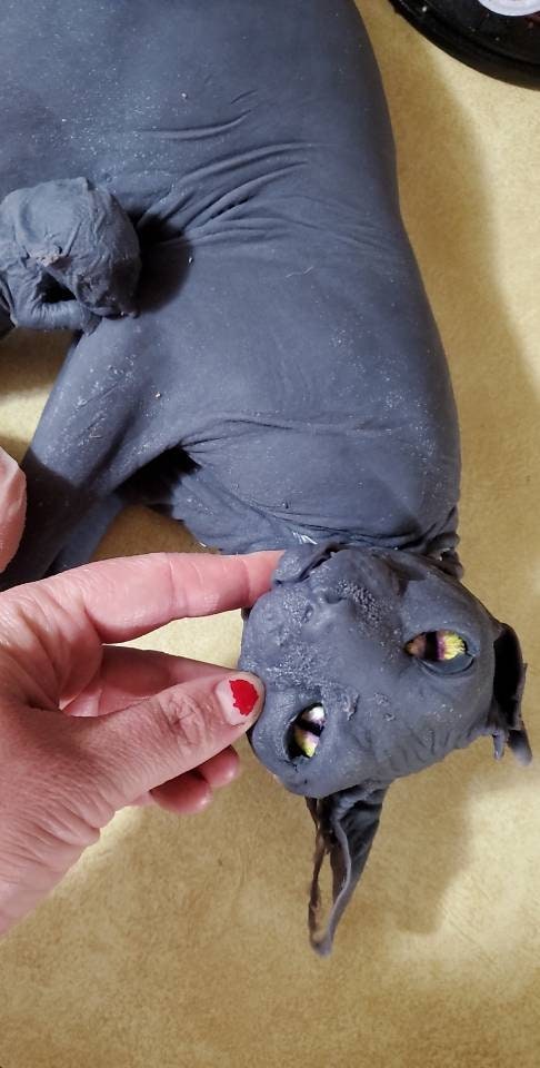 Silicone sphynx cat