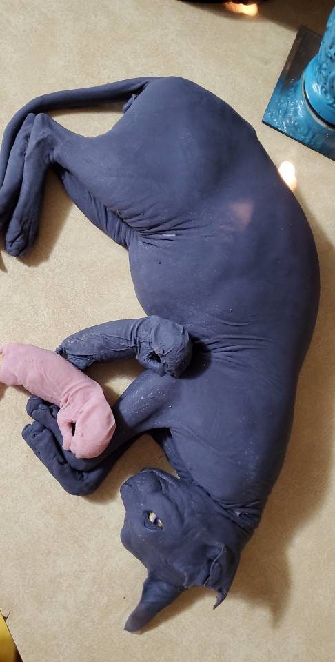 Silicone sphynx cat size of real adult cat