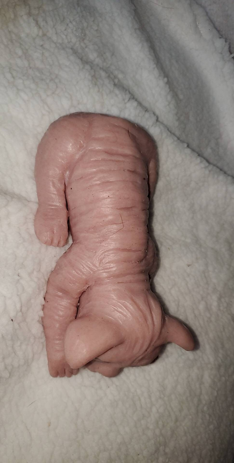 Full body silicone spyhnx cat kitten
