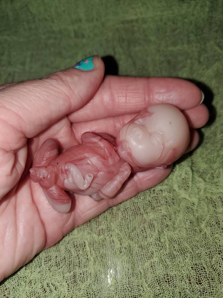 14 week gestation fetus memorial silicone baby red/Caucasian mixed coloring