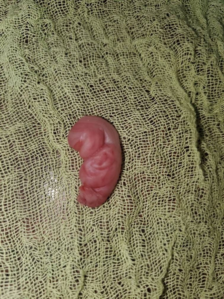 8 week gestational fetus silicone baby red/mixed color keepsake