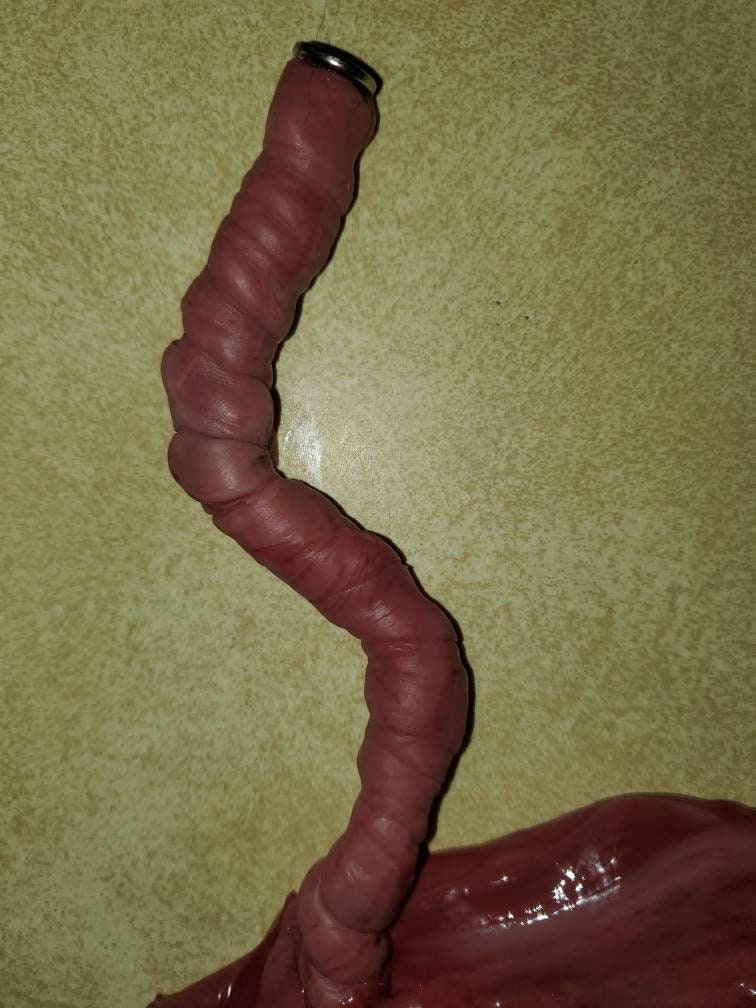 Silicone placenta and umbilical cord for silicone baby