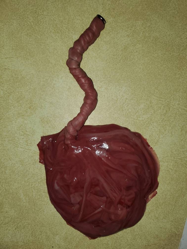Silicone placenta and umbilical cord for silicone baby newborn baby size