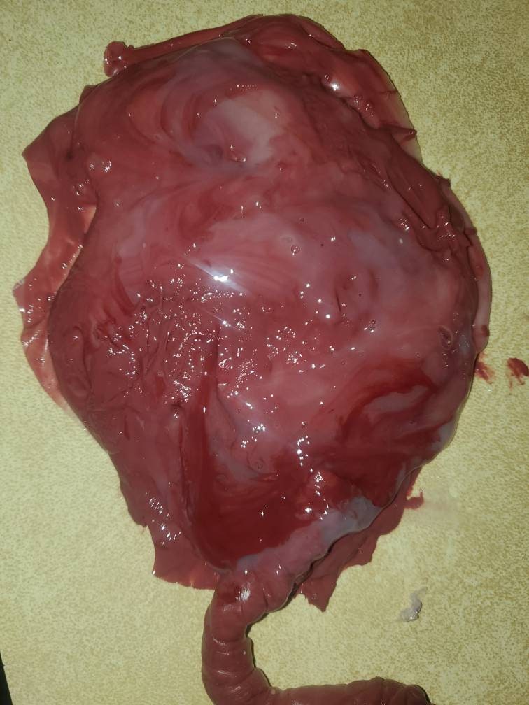warning graphic** Silicone placenta and umbilical cord for silicone baby