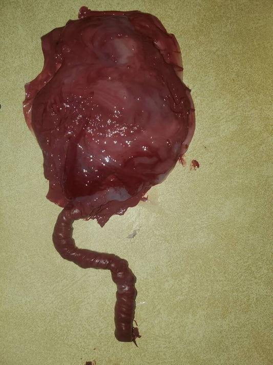warning graphic** Silicone placenta and umbilical cord for silicone baby