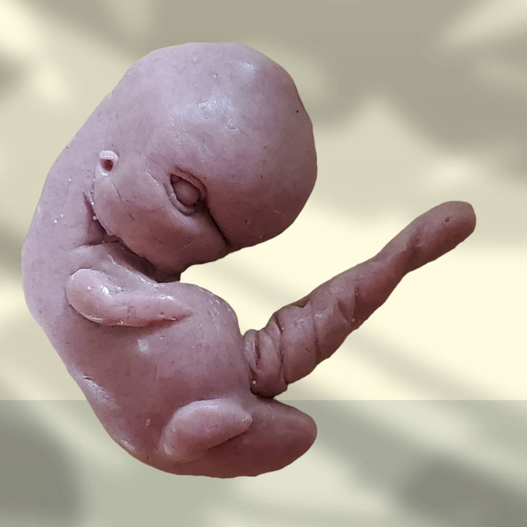 13 week sized gestation silicone fetus memorial baby with umbilical cord