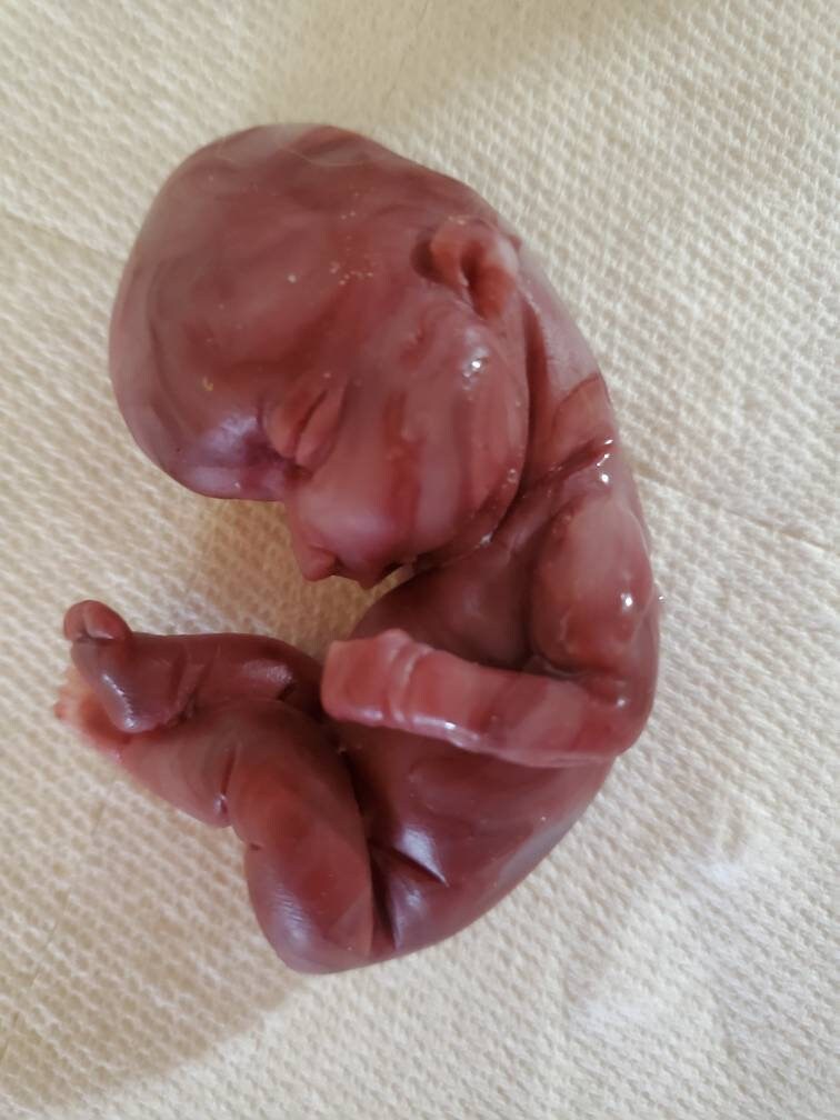 17 week gestational silicone baby fetus memorial baby red Caucasian mixed color