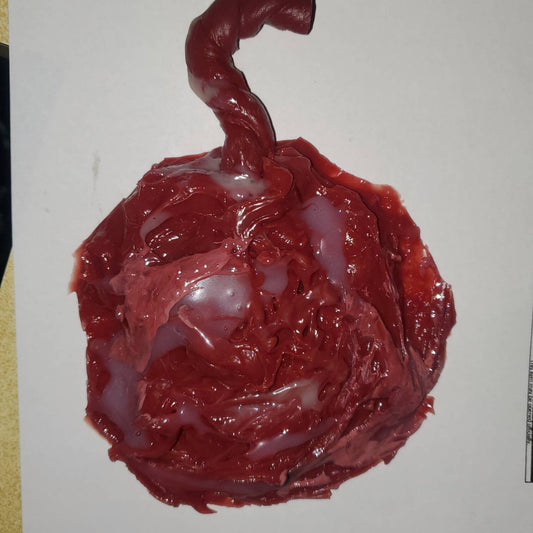 Silicone placenta and umbilical cord for silicone baby