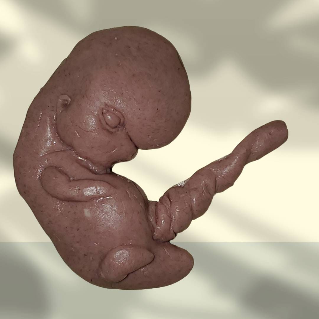 13 week sized gestation silicone fetus memorial baby with umbilical cord