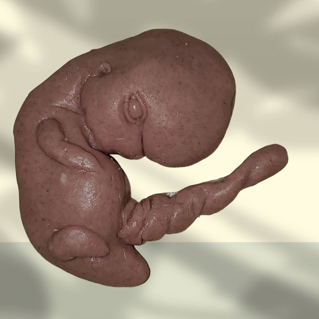 13 week sized gestation silicone fetus memorial baby with umbilical cord