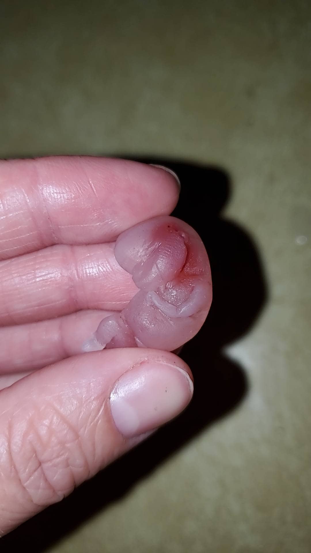 8 week gestational fetus silicone baby translucent with red