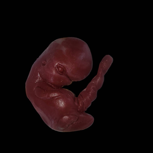 13 week sized gestation silicone fetus memorial baby with umbilical cord