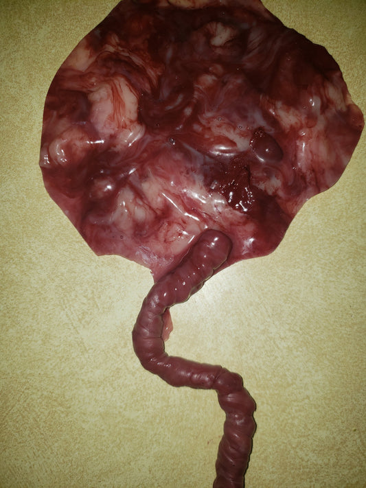 warning graphic** Silicone placenta and umbilical cord for silicone baby
