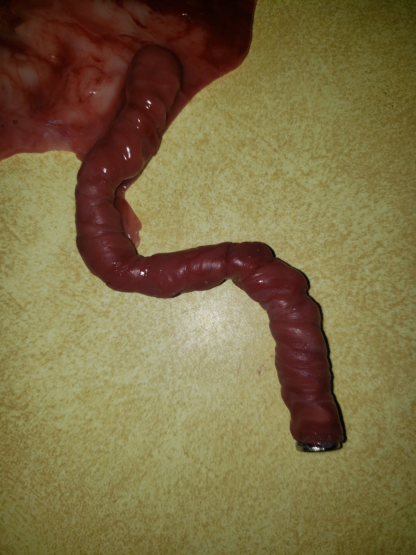 warning graphic** Silicone placenta and umbilical cord for silicone baby