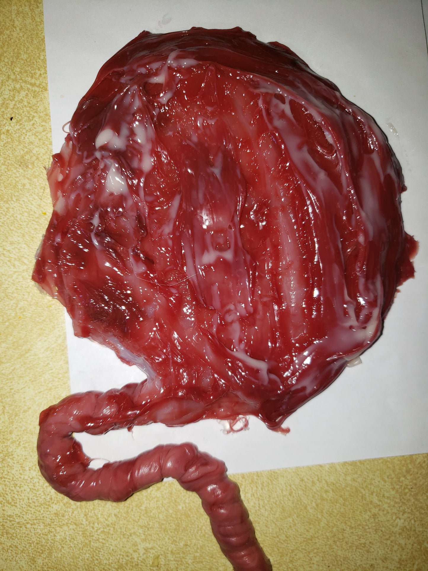 warning graphic** Silicone placenta and umbilical cord for silicone baby