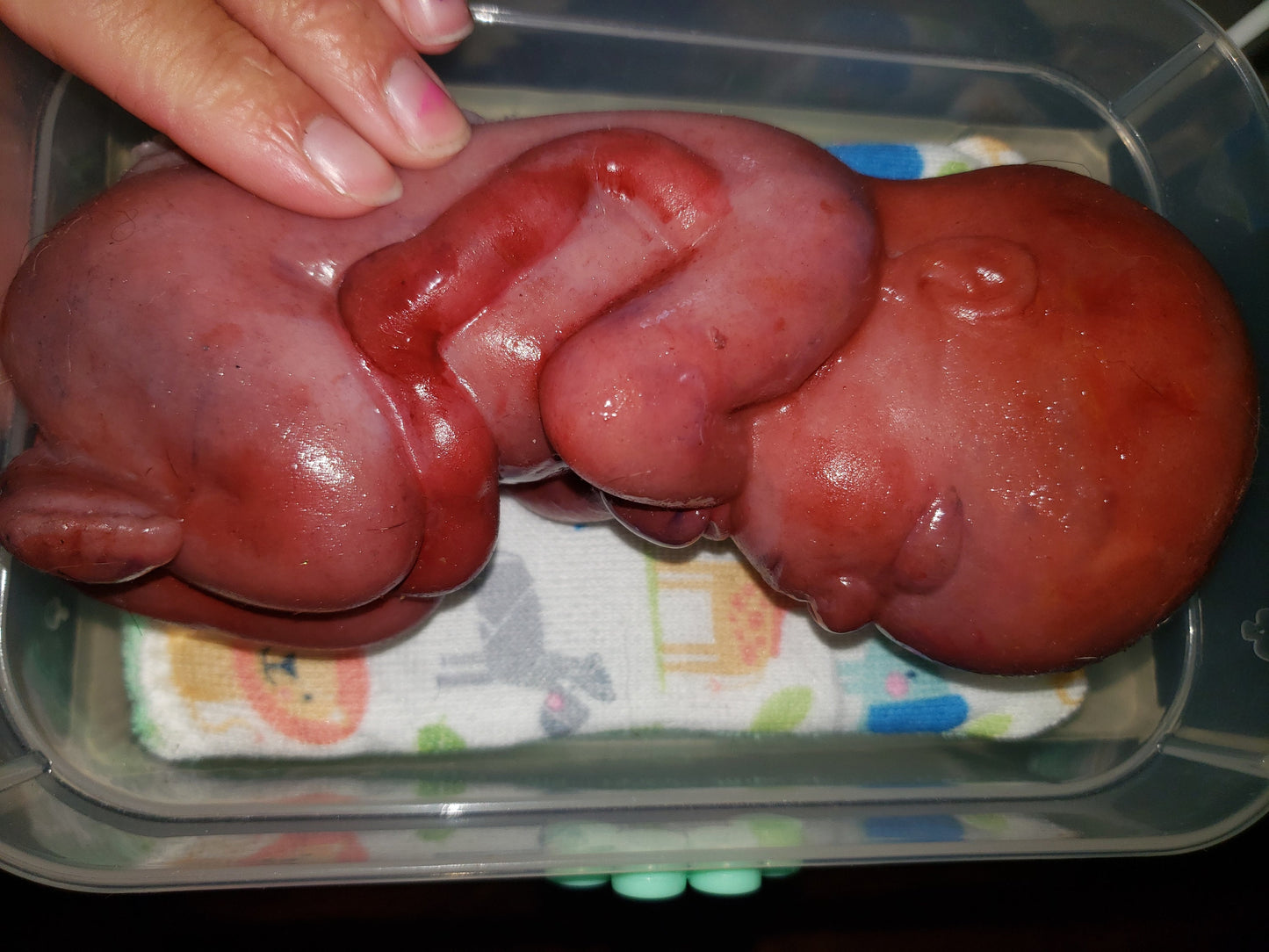 8" curled up silicone baby 22 week gestation memorial baby born too soon
