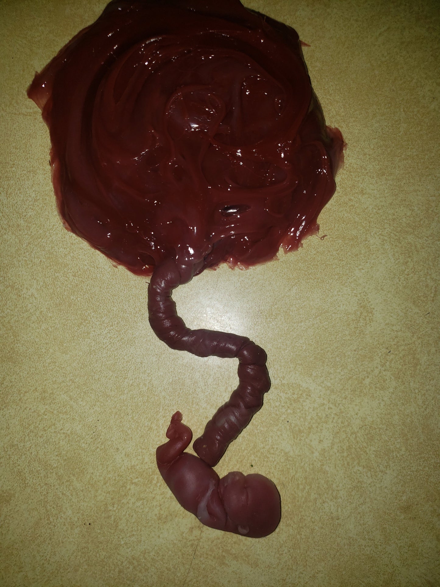 Silicone placenta and umbilical cord for silicone baby newborn baby size