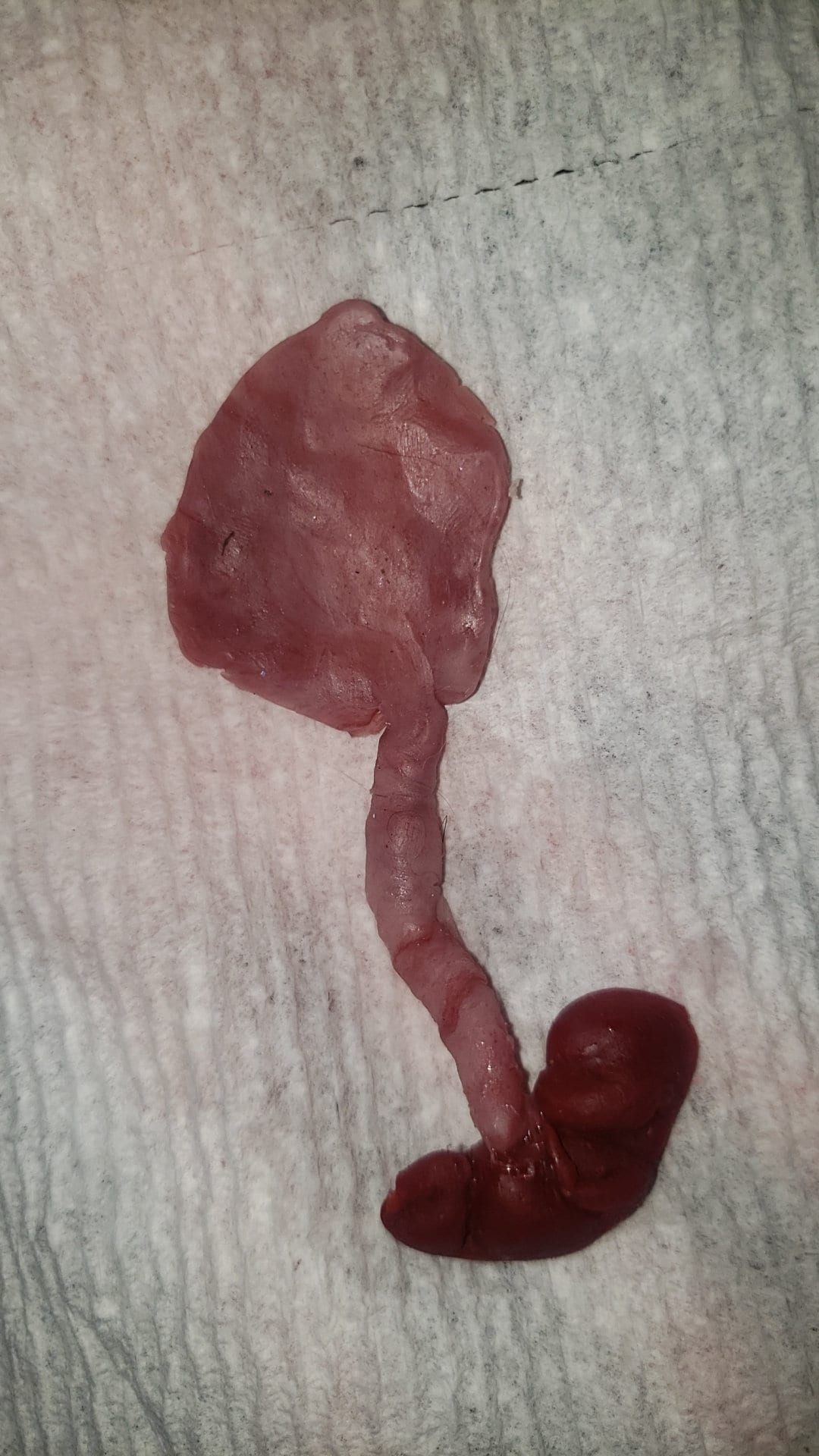fetus silicone baby memorial with umbilical cord attached