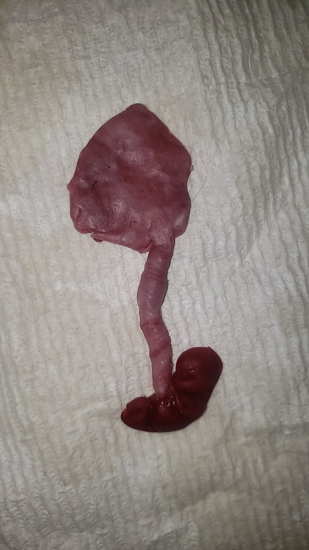 fetus silicone baby memorial with umbilical cord attached