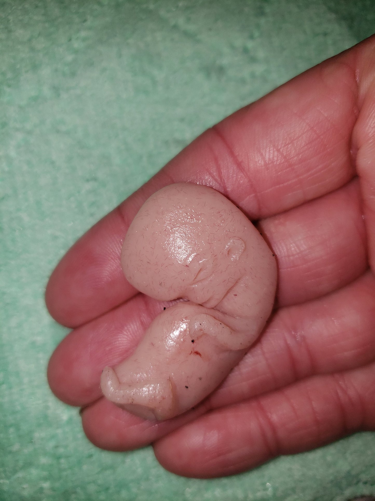 11 week gestational fetus silicone baby