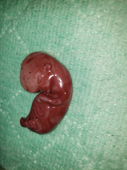 11 week gestational fetus silicone baby