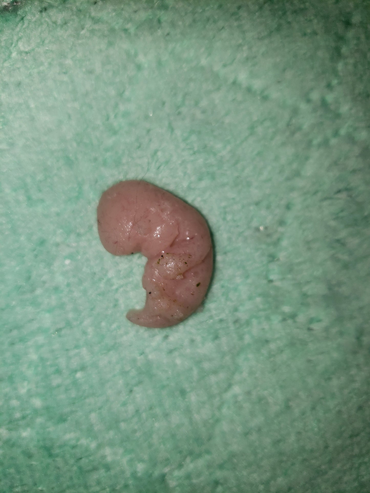9 week gestational fetus silicone baby red/mixed color