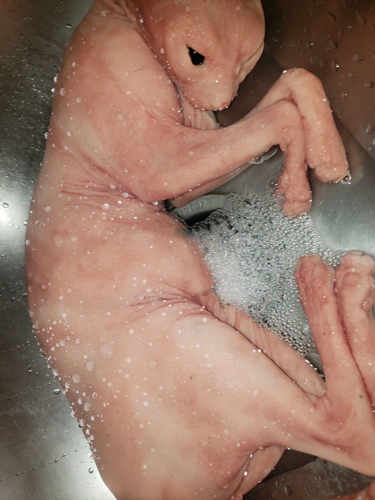Silicone sphynx cat size of real adult cat