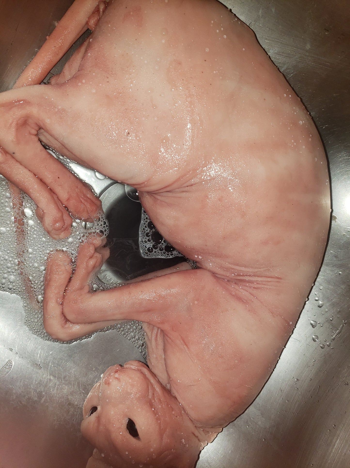 Silicone sphynx cat size of real adult cat