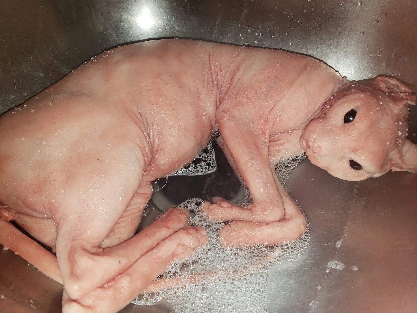 Silicone sphynx cat size of real adult cat