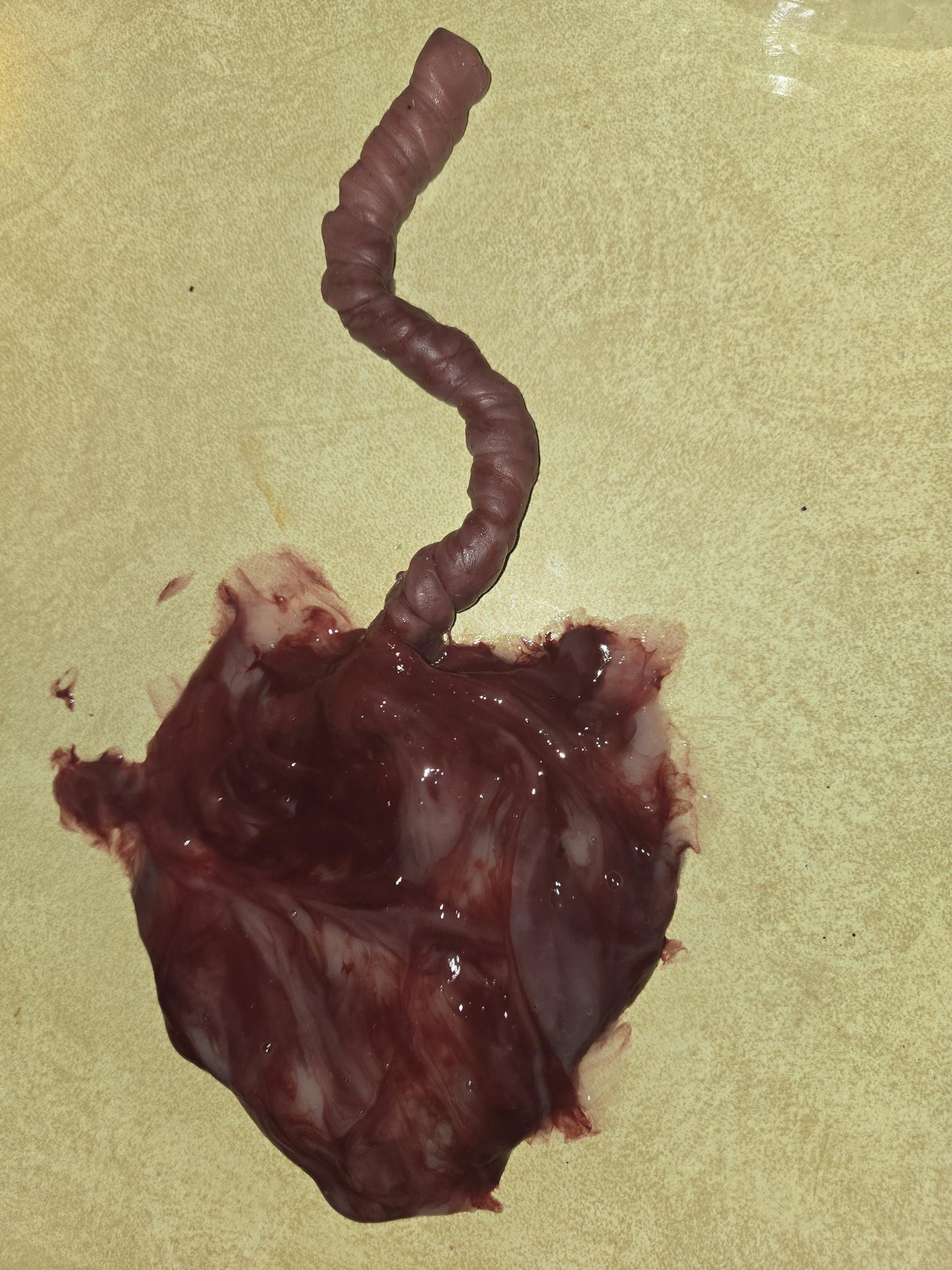 Silicone placenta and umbilical cord for silicone baby