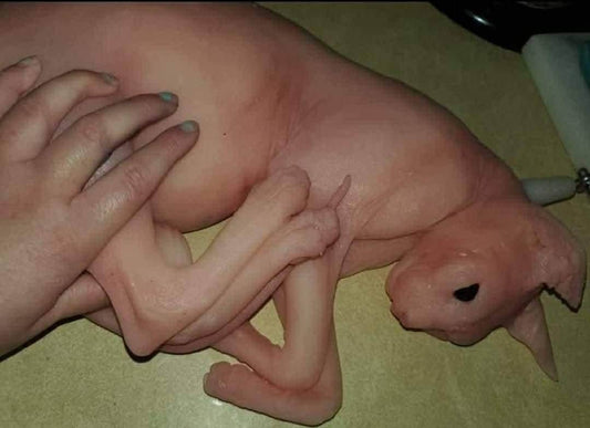 spyhnx silicone cat replica