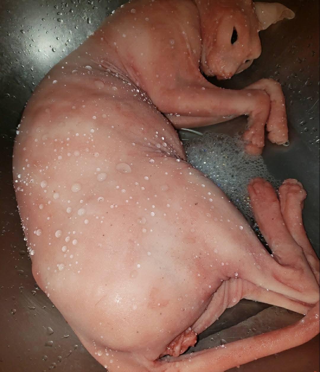 spyhnx silicone cat replica
