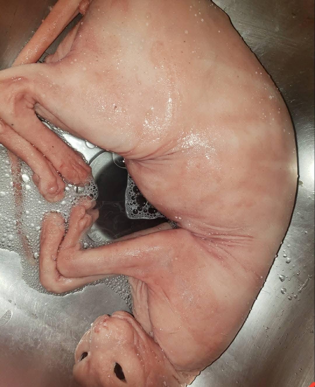 spyhnx silicone cat replica