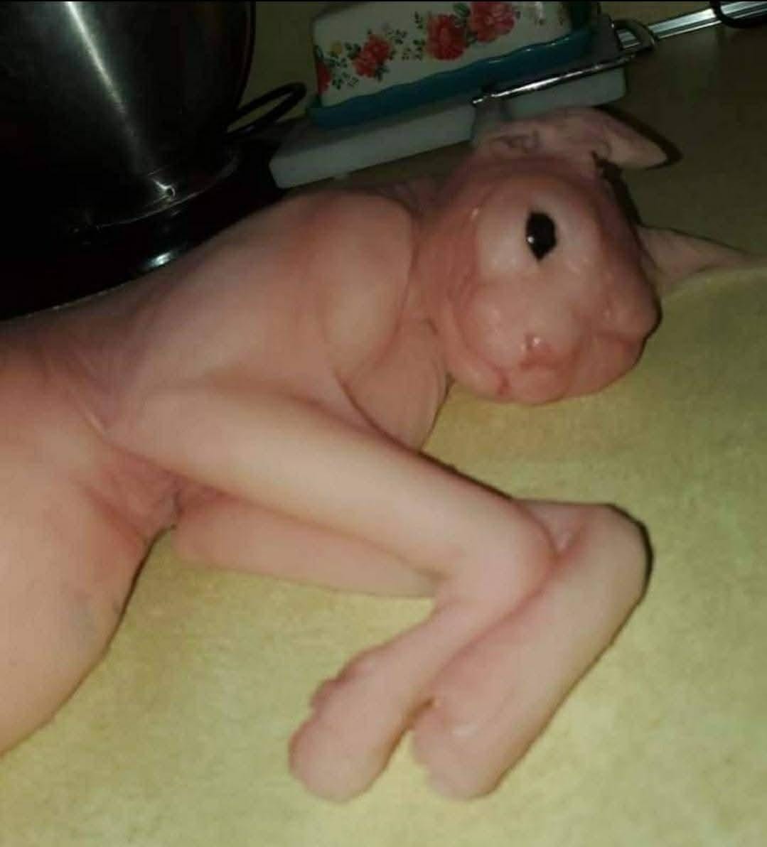 spyhnx silicone cat replica