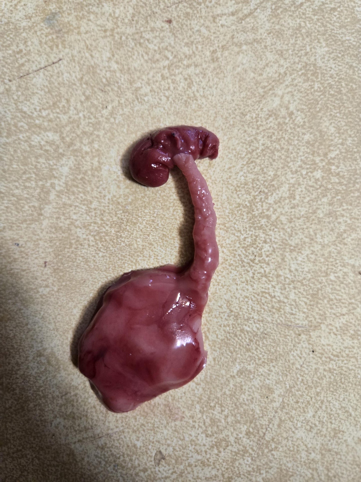 Silicone fetus with placenta and umbilical cord