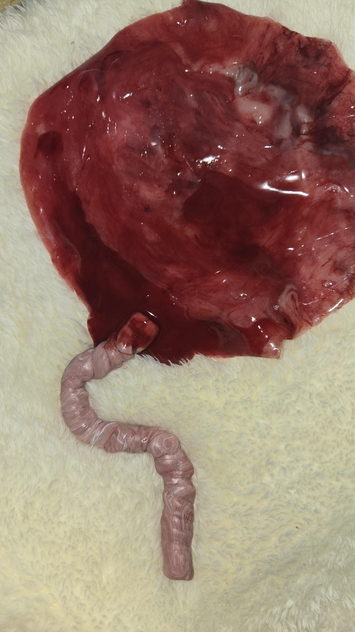 warning graphic** Silicone placenta and umbilical cord for silicone baby