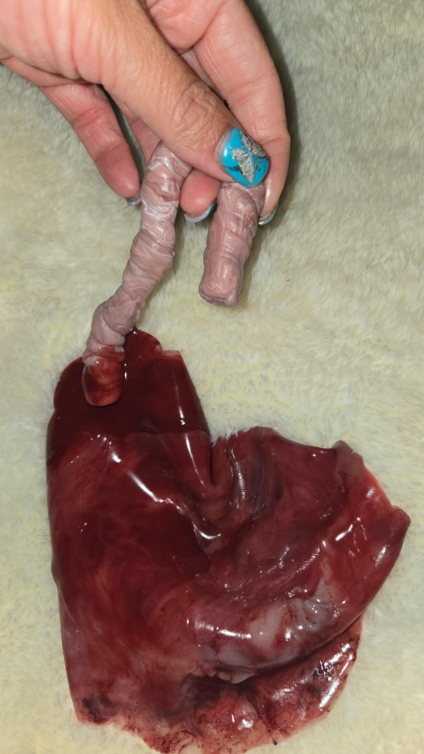 warning graphic** Silicone placenta and umbilical cord for silicone baby
