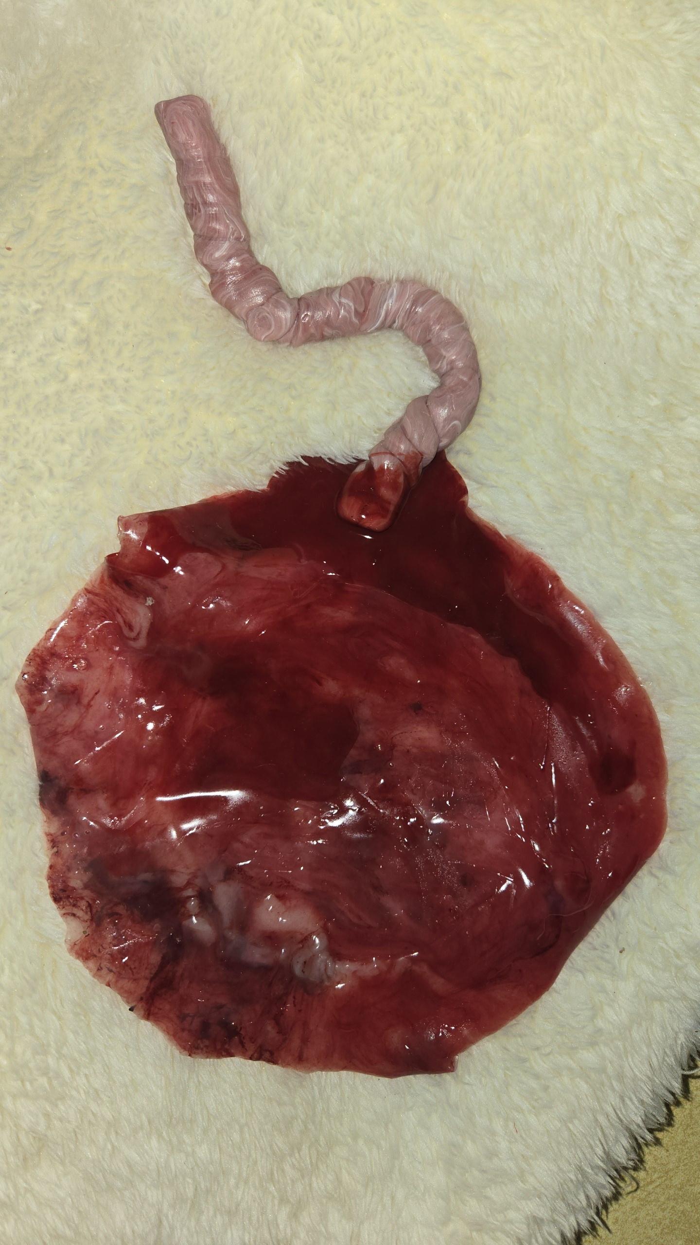 warning graphic** Silicone placenta and umbilical cord for silicone baby