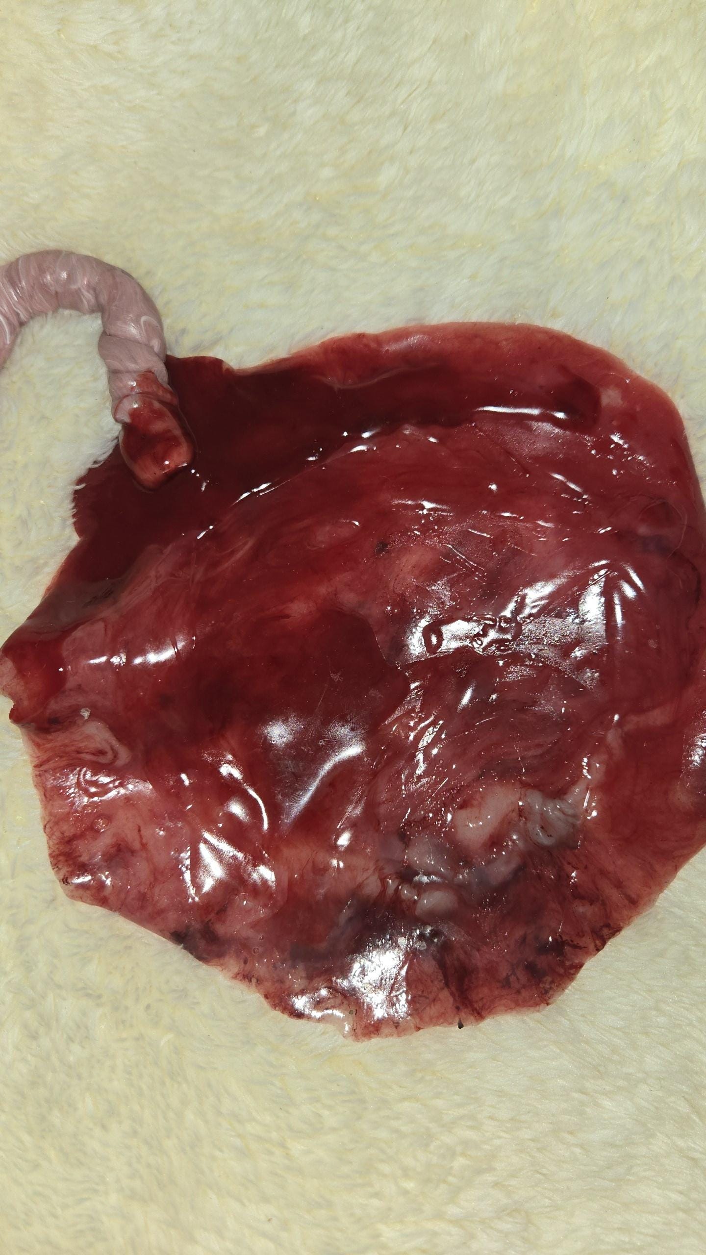 warning graphic** Silicone placenta and umbilical cord for silicone baby