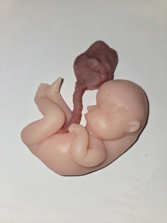 Silicone fetus with placenta and umbilical cord