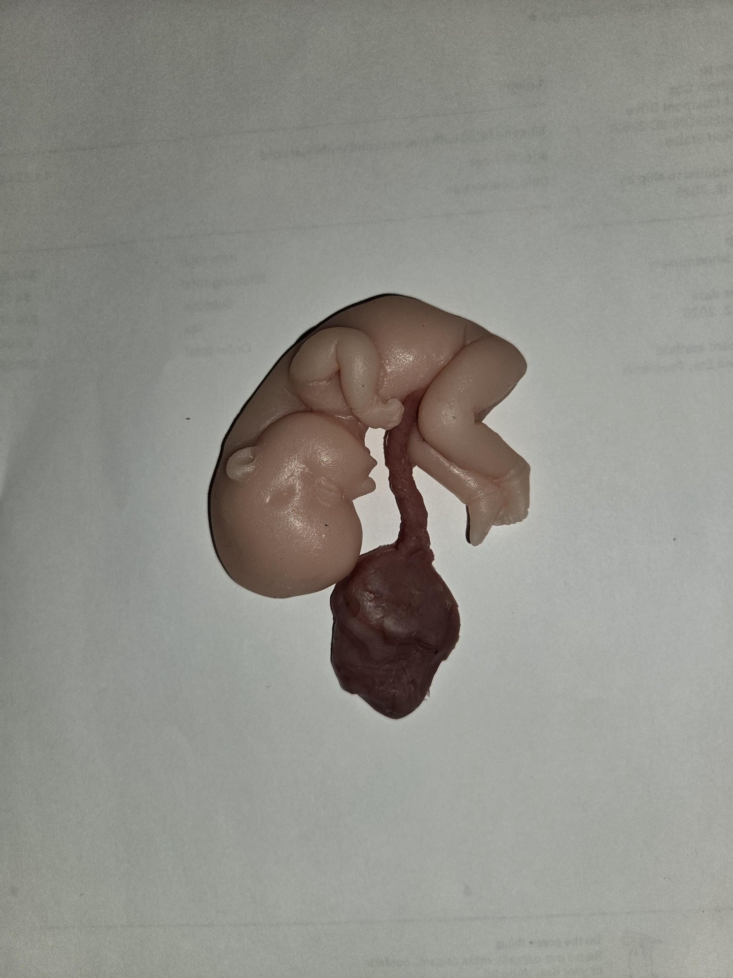 Silicone fetus with placenta and umbilical cord