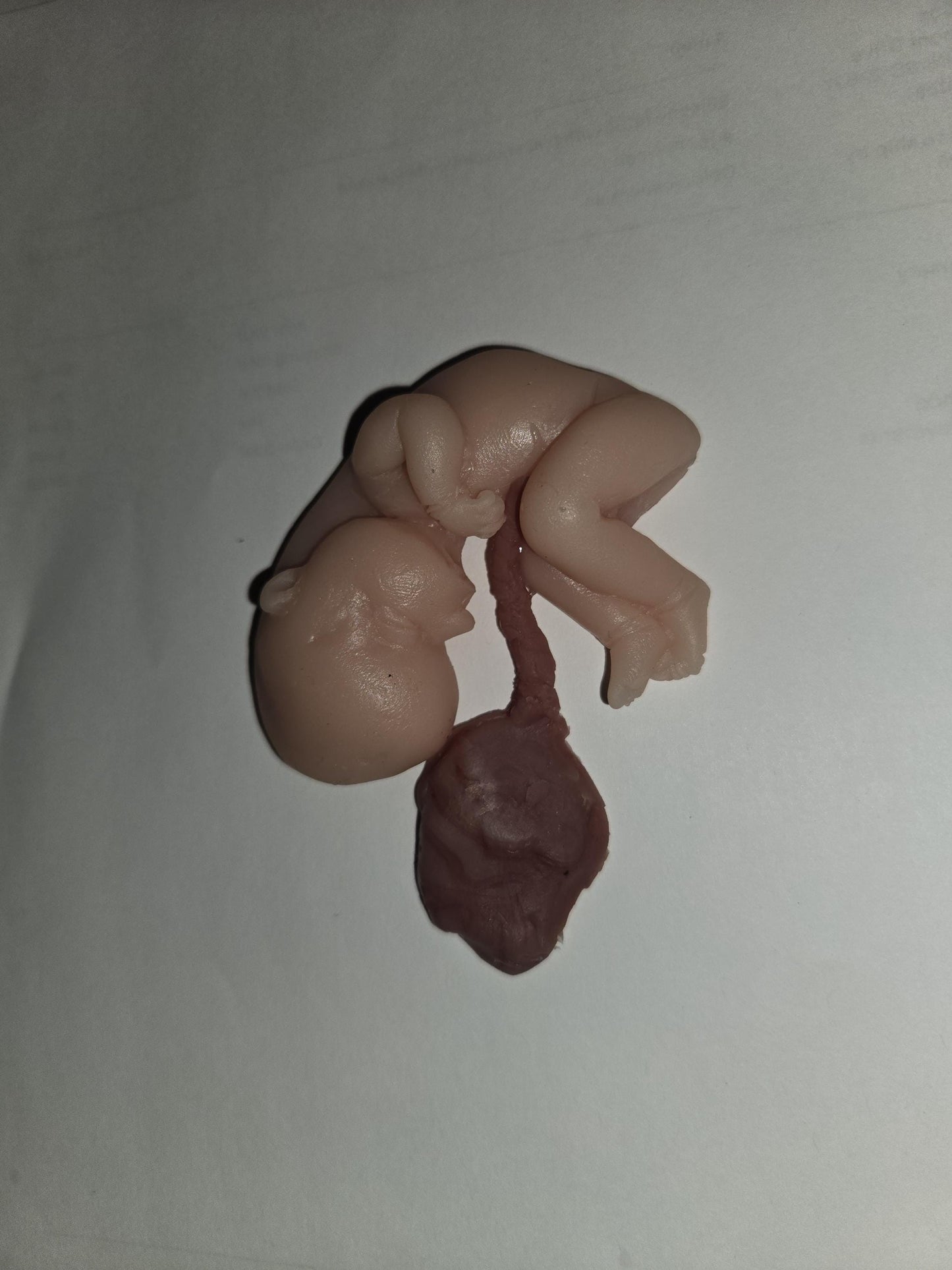 Silicone fetus with placenta and umbilical cord